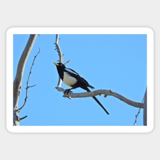 Wild birds, magpie, wildlife, A California Gem Sticker